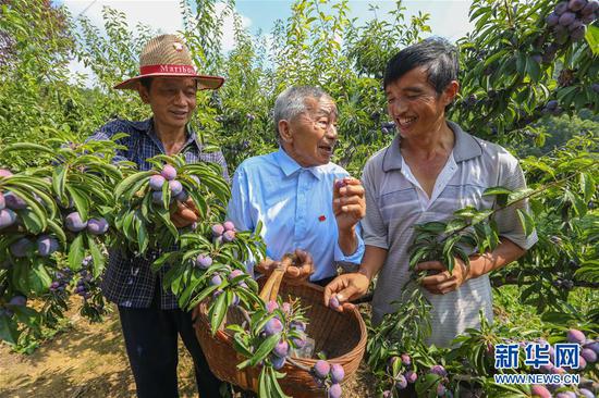 黄大发（中）和果农们研究水果种植技术（2018年8月12日摄）。 新华社记者 刘续 摄
