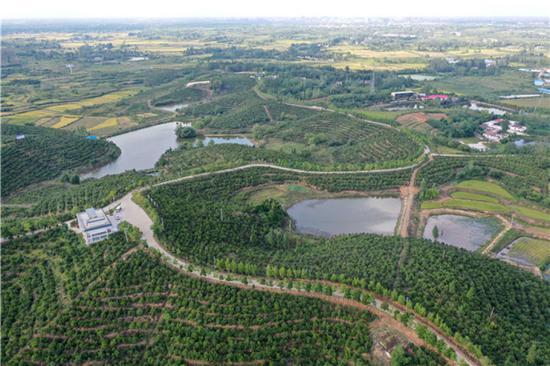 这是信阳市光山县司马光油茶园（9月4日无人机拍摄）。新华社记者 冯大鹏 摄
